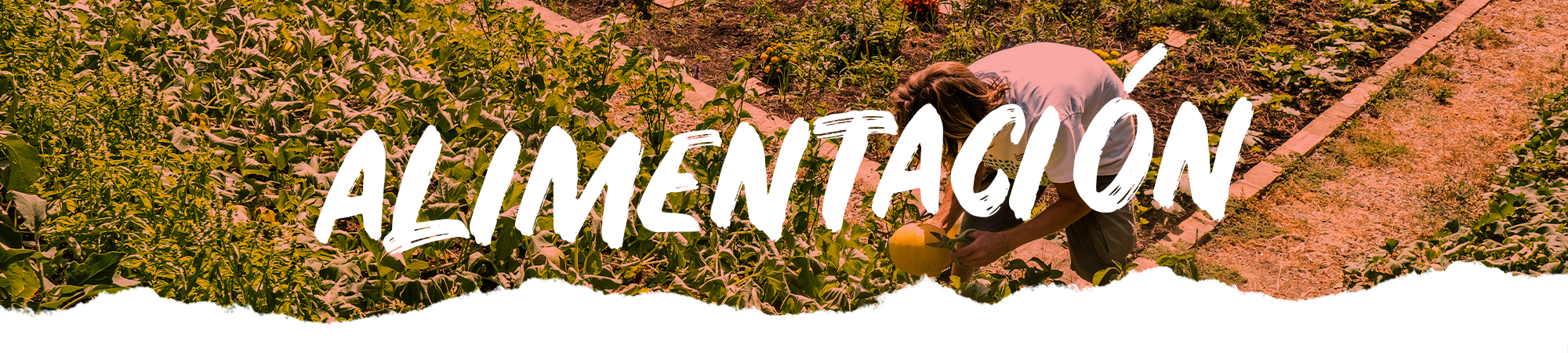 Alimentación